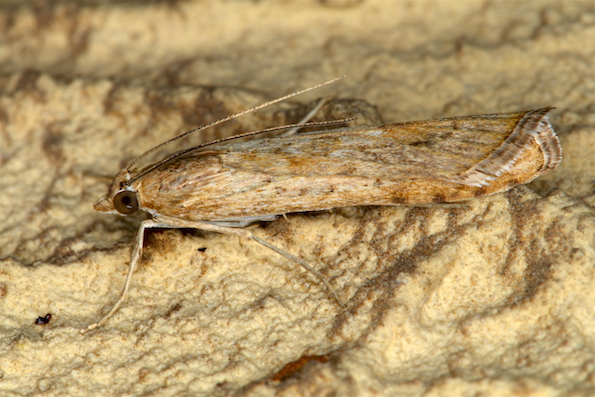 Micro da id - Nomophila noctuella, Crambidae